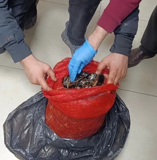 10 Ton Kaçak Midye Operasyonu: Sağlık Tehlikesi!
