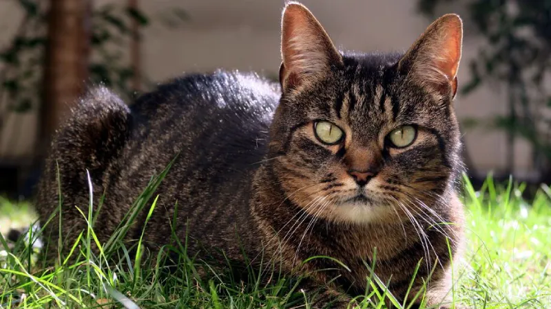 17 Yıl Sonra Kayıp Kedi Mozart, Sahibine Kavuştu!