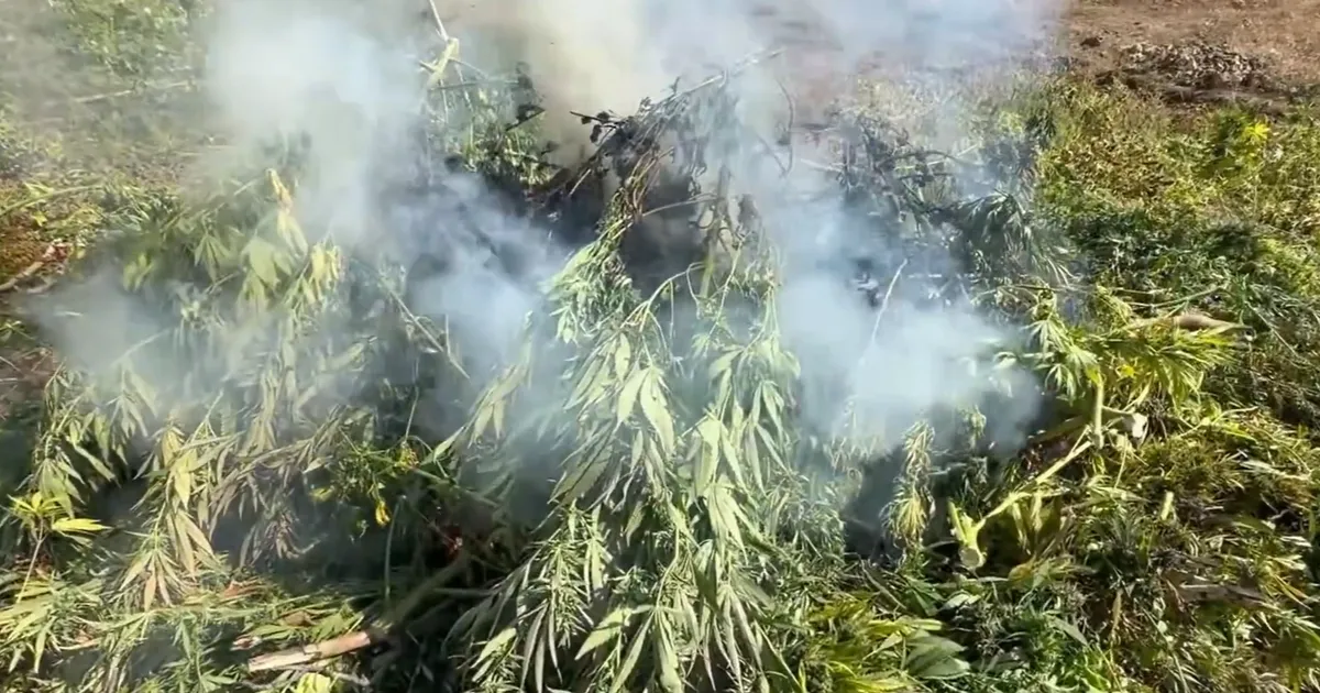 18 İl’de Uyuşturucu Operasyonu: 80 Gözaltı!