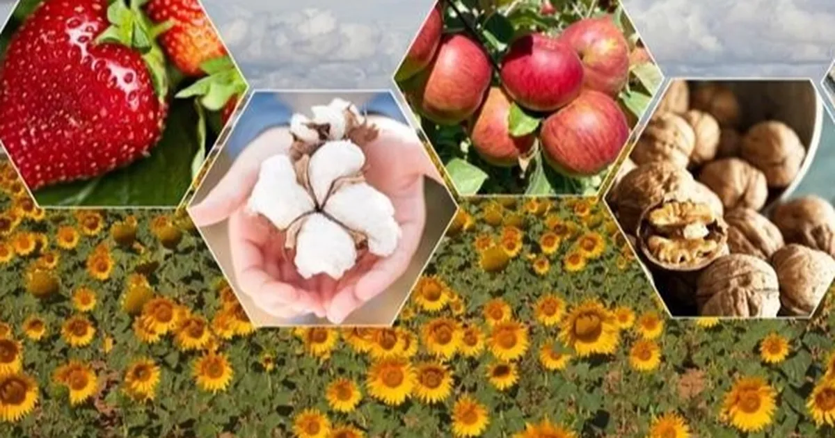 2025 Bitkisel Üretim Tahminleri: Büyük Düşüş Bekleniyor!