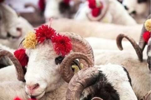 2025 Kurban Hizmetleri Tebliği Resmi Gazete’de Yayımlandı
