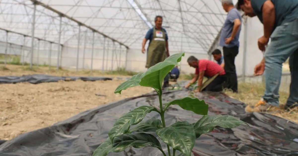 Adana’da Kahve Üretimi İçin İlk Fidan Dikildi!