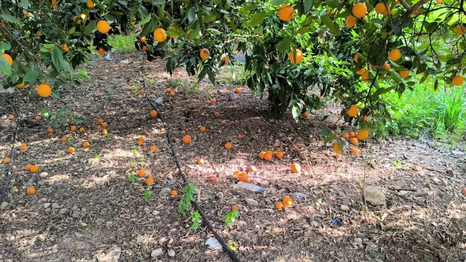 Adana’da Narenciye Üreticileri Zor Günler Geçiriyor
