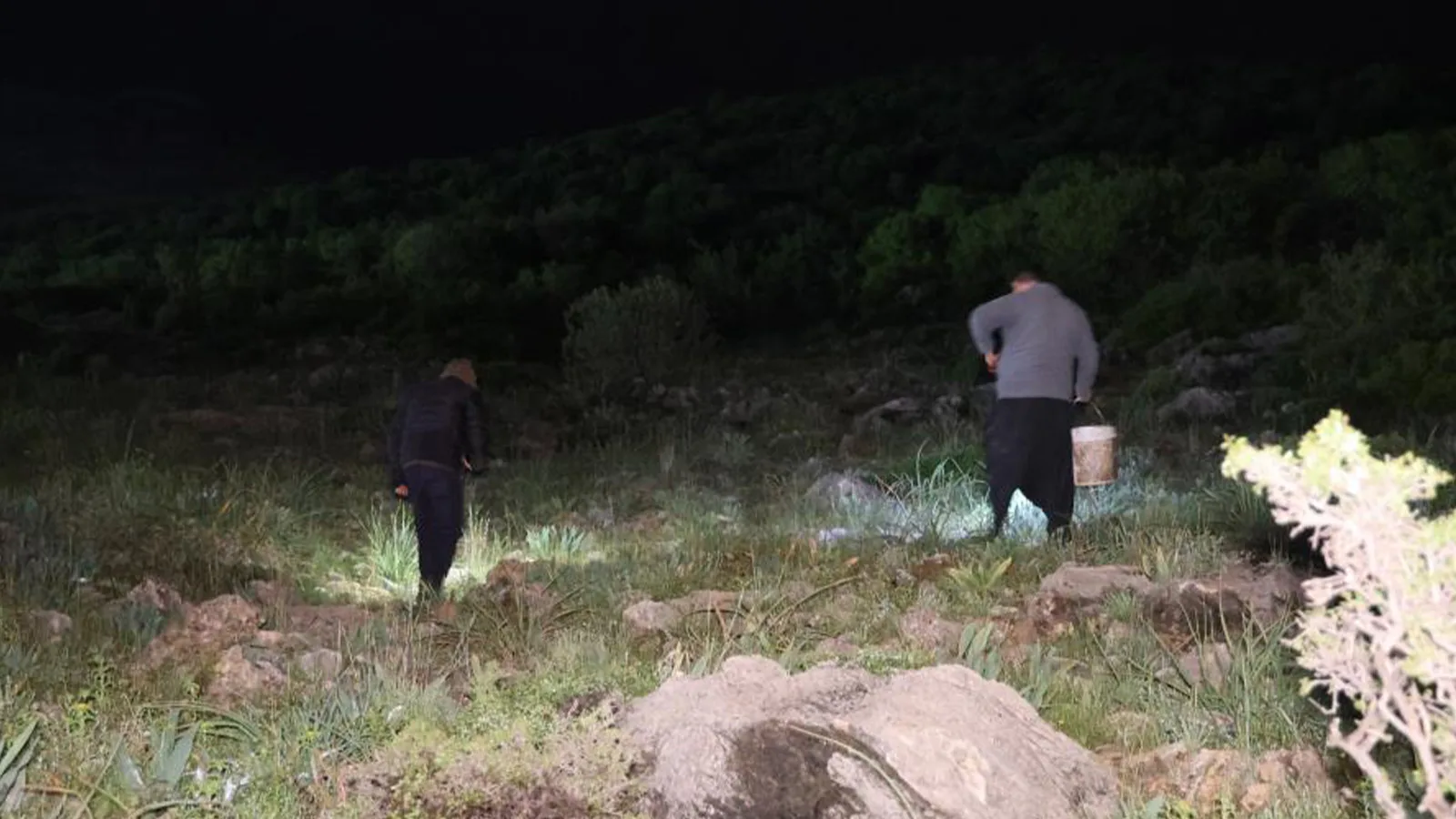 Adana’da Salyangoz Toplayarak Ek Gelir Elde Ediyorlar