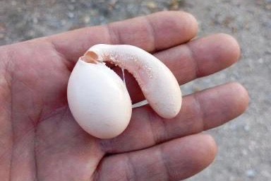 Adıyaman’da Şaşırtan Sıradışı Yumurtalar!