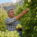 Amasya’nın Misket Elmasında Rekolte Beklentisi Tavan Yapıyor