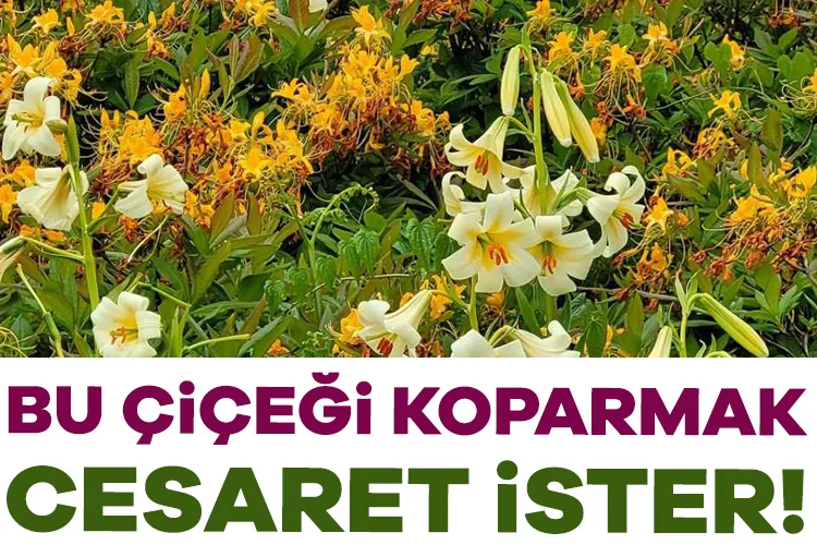 Akkuş Zambağı: Koparanı 245 Bin TL Bekliyor!