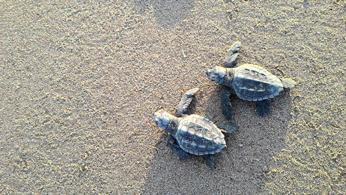 Alanya’da 2 Caretta Caretta Ölü Bulundu!