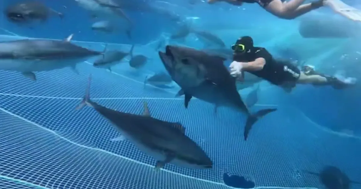 Alanya’da 28 Orkinos Uydu ile Takibe Alındı!