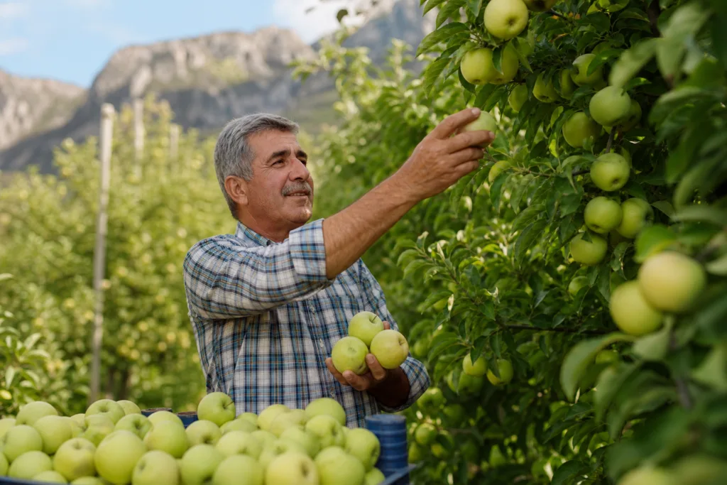 Amasya’nın Misket Elmasında Rekolte Beklentisi Tavan Yapıyor