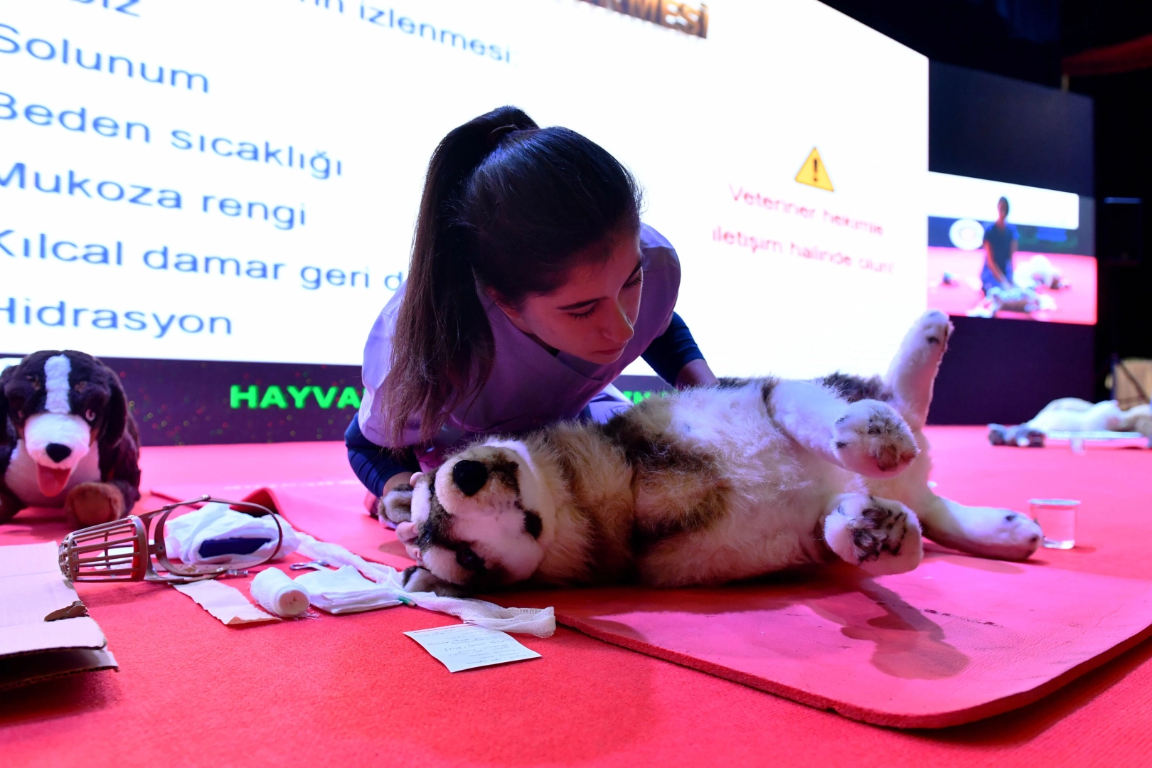 Ankara’da Sokak Hayvanlarına Dev Destek Projesi