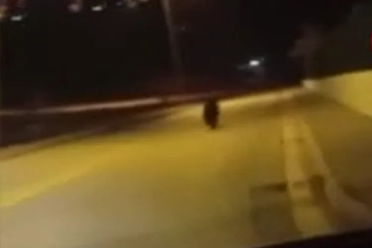 Ankara’da Sokakta Gezen Ayı Kamerada!