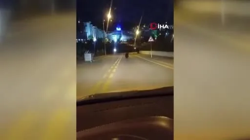 Ankara'da sokakta gezen ayı görüntülendi!