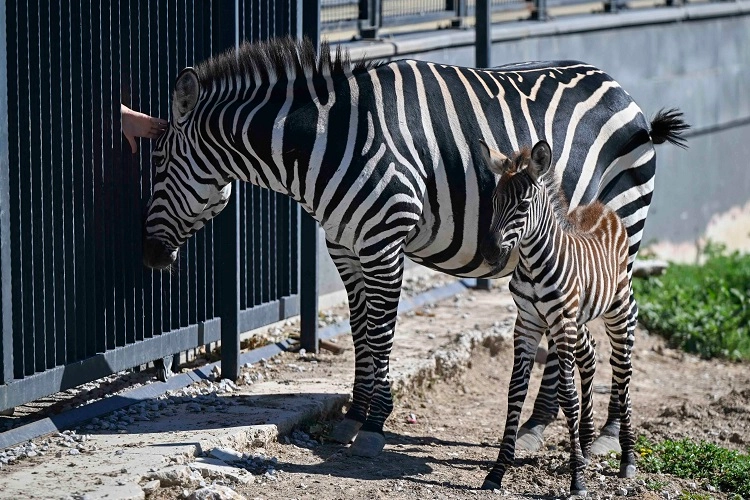 Ankara’da Yavru Zebra Sevinci: 584 Hayvan Oldu!