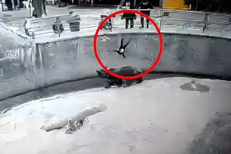 Anne, Kızını Hayvanat Bahçesinde Bıçaklayarak Öldürdü