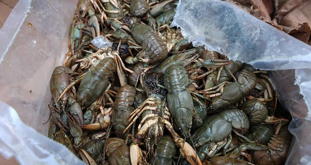 Antalya’da 300 Kg Canlı Kerevit Ele Geçirildi!