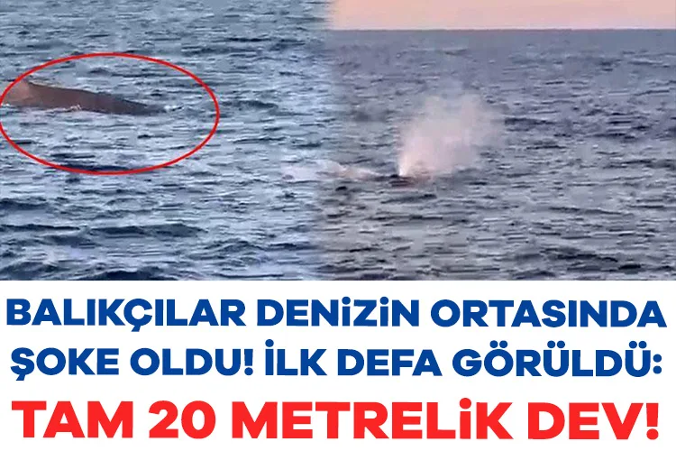 Antalya’da Balıkçılar 20 Metrelik Balina Gördü!