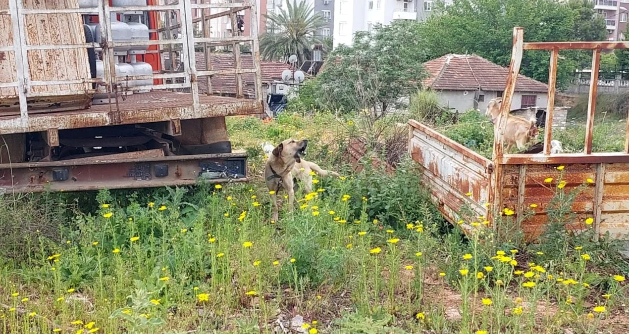 Antalya’da HAYDİ Polisi: Hayvanlar İçin 7/24 Görevde!