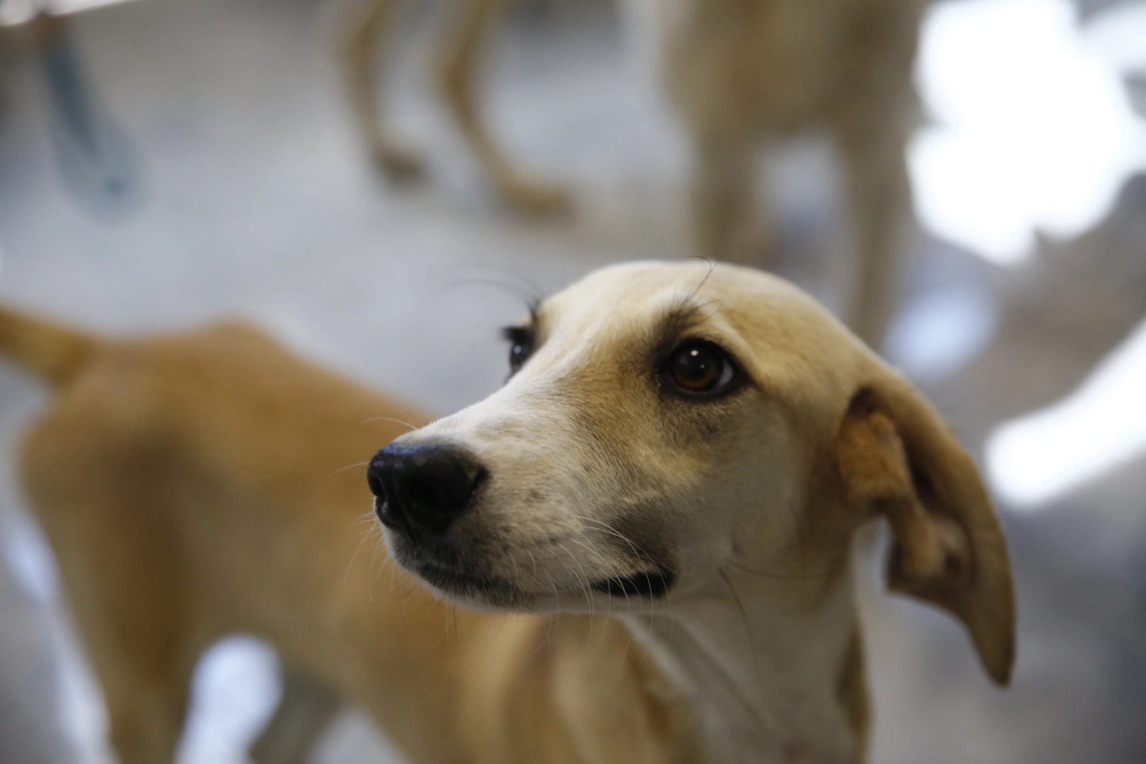 Antalya’da Petshop Sahiplerine Ücretsiz Eğitim!