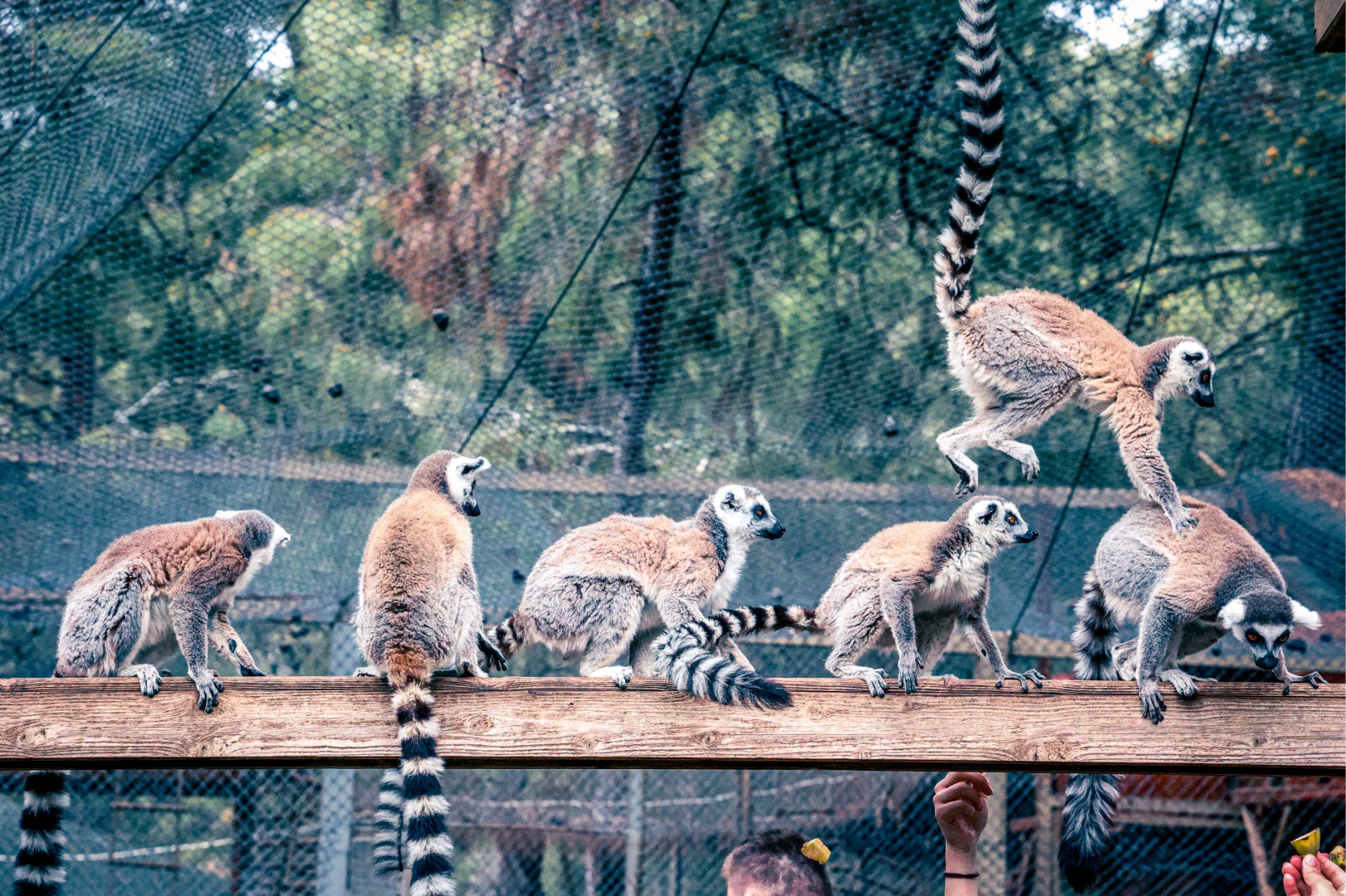 Antalya’da Sevimli Zabumafu, Lemur Ailesine Katıldı!