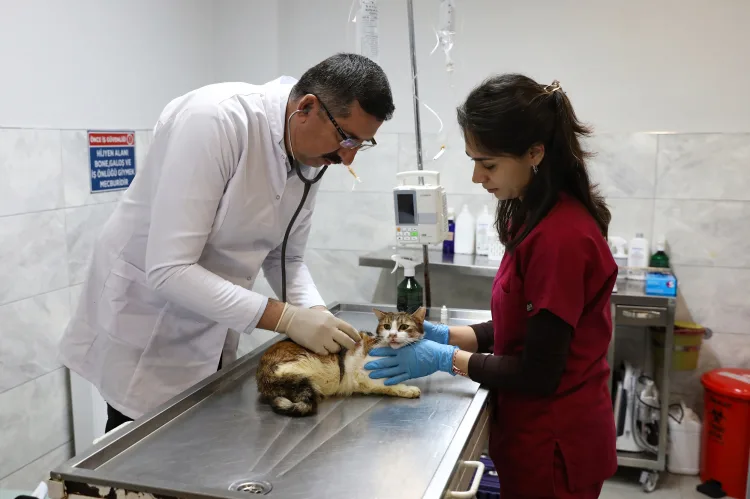 Aracın Çarptığı Kedi ‘Nefes’ Yeniden Hayata Döndü