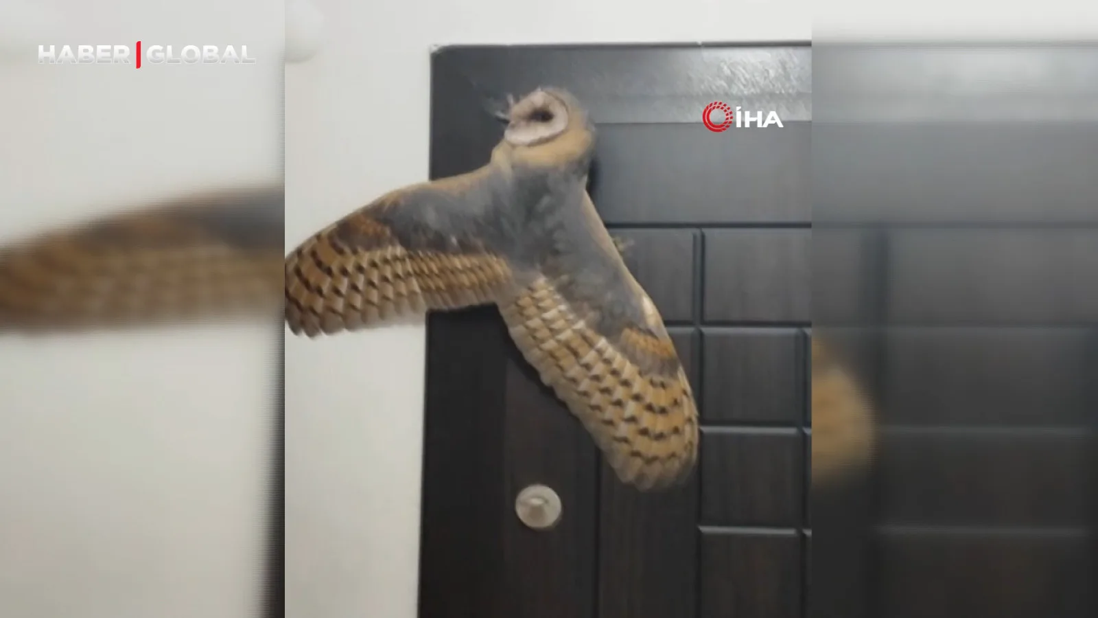 Arıcı Hırsız Sandığı Baykuşla Karşılaştı!