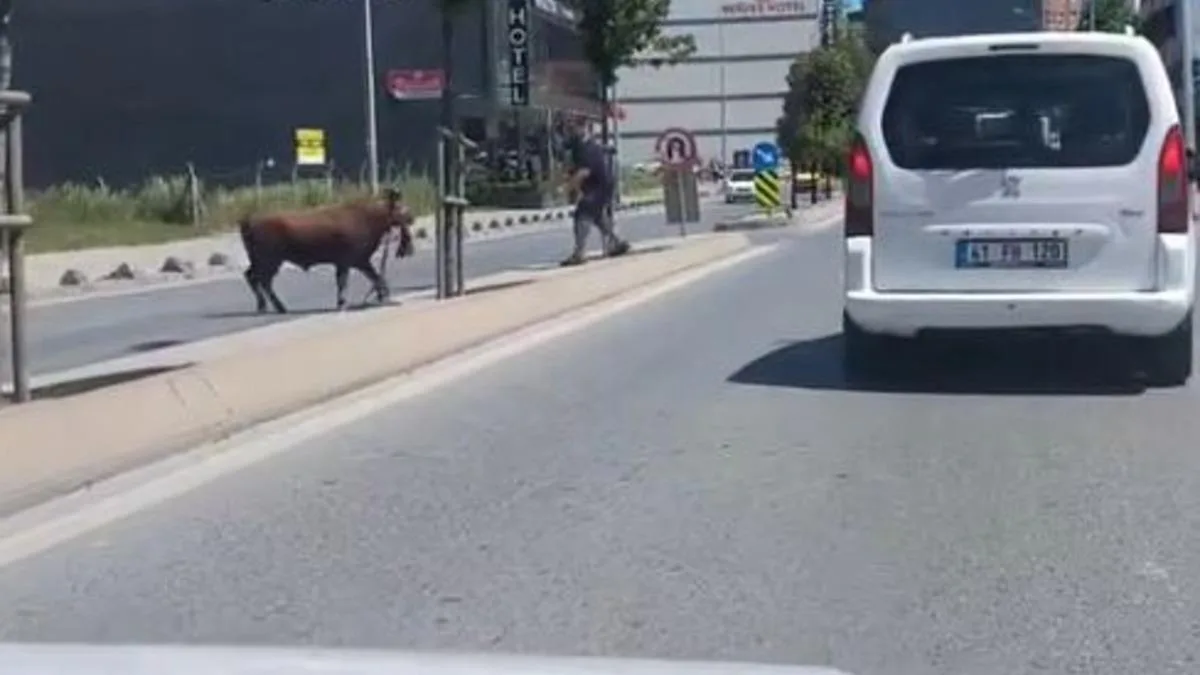 Arnavutköy’de Kaçan Kurbanlık Dana Paniğe Neden Oldu