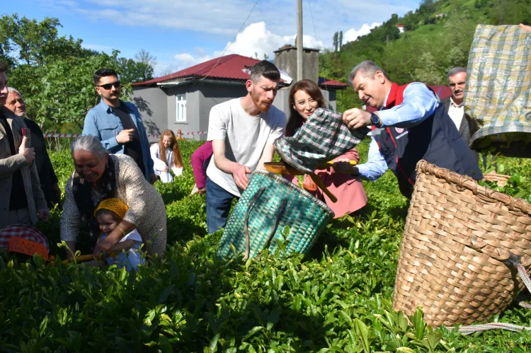 Artvin’de Geleneksel Çay Hasadı Coşkusu!
