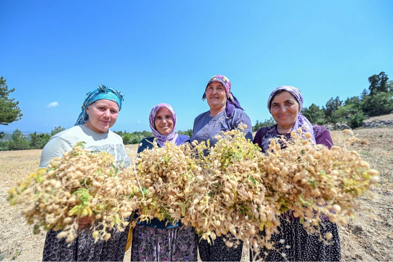 Ata Tohumları Geleceği Yeşertiyor: Nohut Desteği