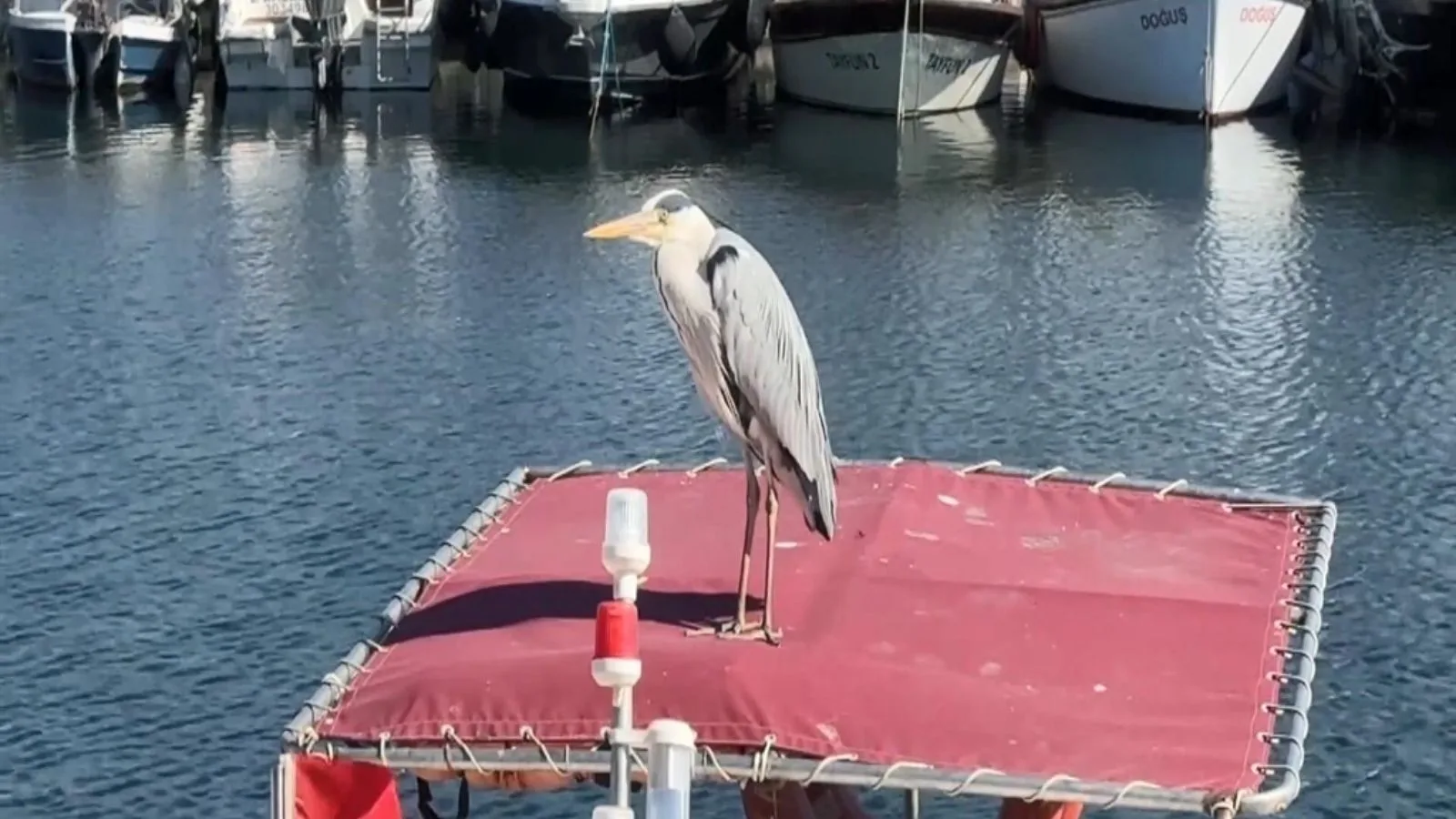 Avcılar’da ‘Cabbar’ Balıkçı Kuşu Maskot Oldu