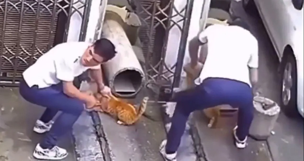 Aydın’da Kediyi Vahşice Yaralayan Şahsı Aranıyor!