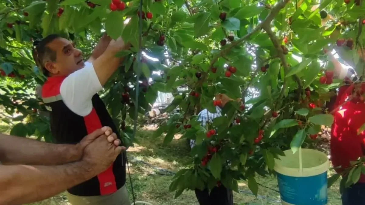 Aydın’da Kiraz Hasadı Tüm Hızıyla Devam Ediyor!