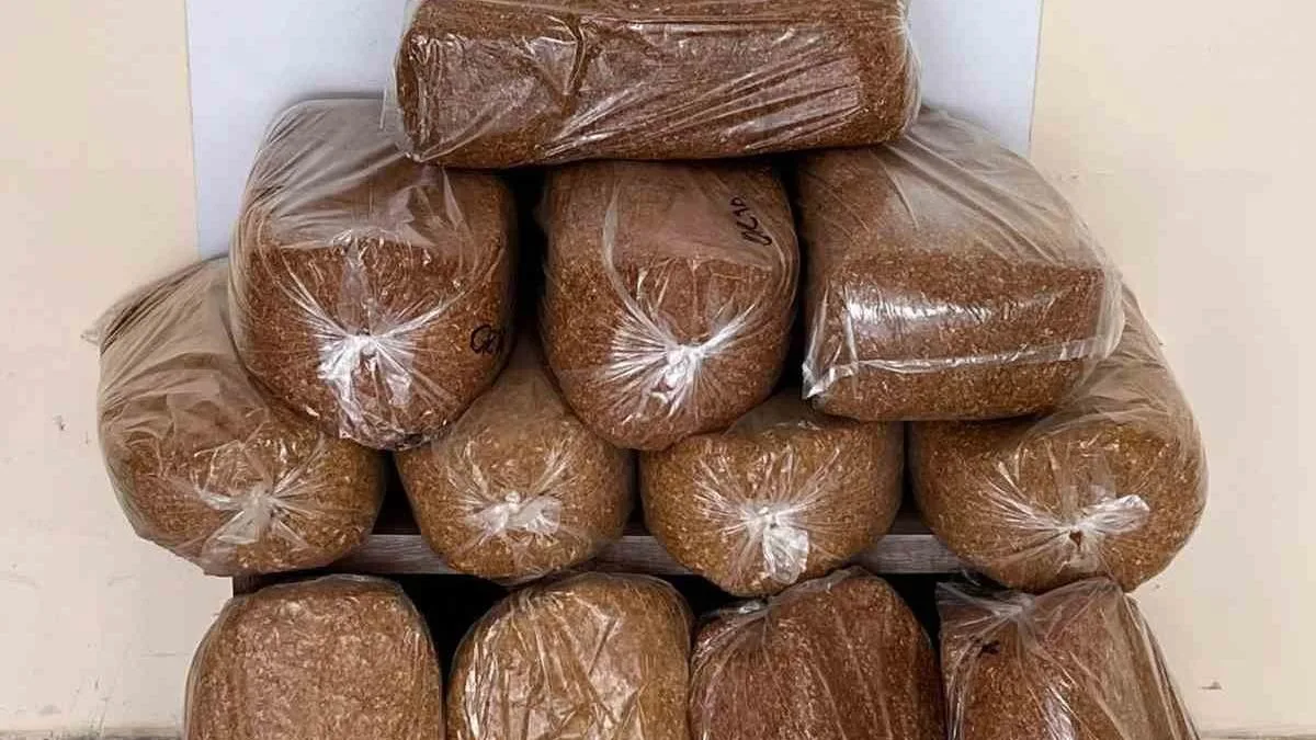 Bafra’da 60 Kilo Kaçak Tütün Ele Geçirildi!