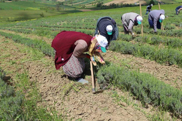 Bahar Bakımları Başladı, 5 Milyon Bitki Toprakta!