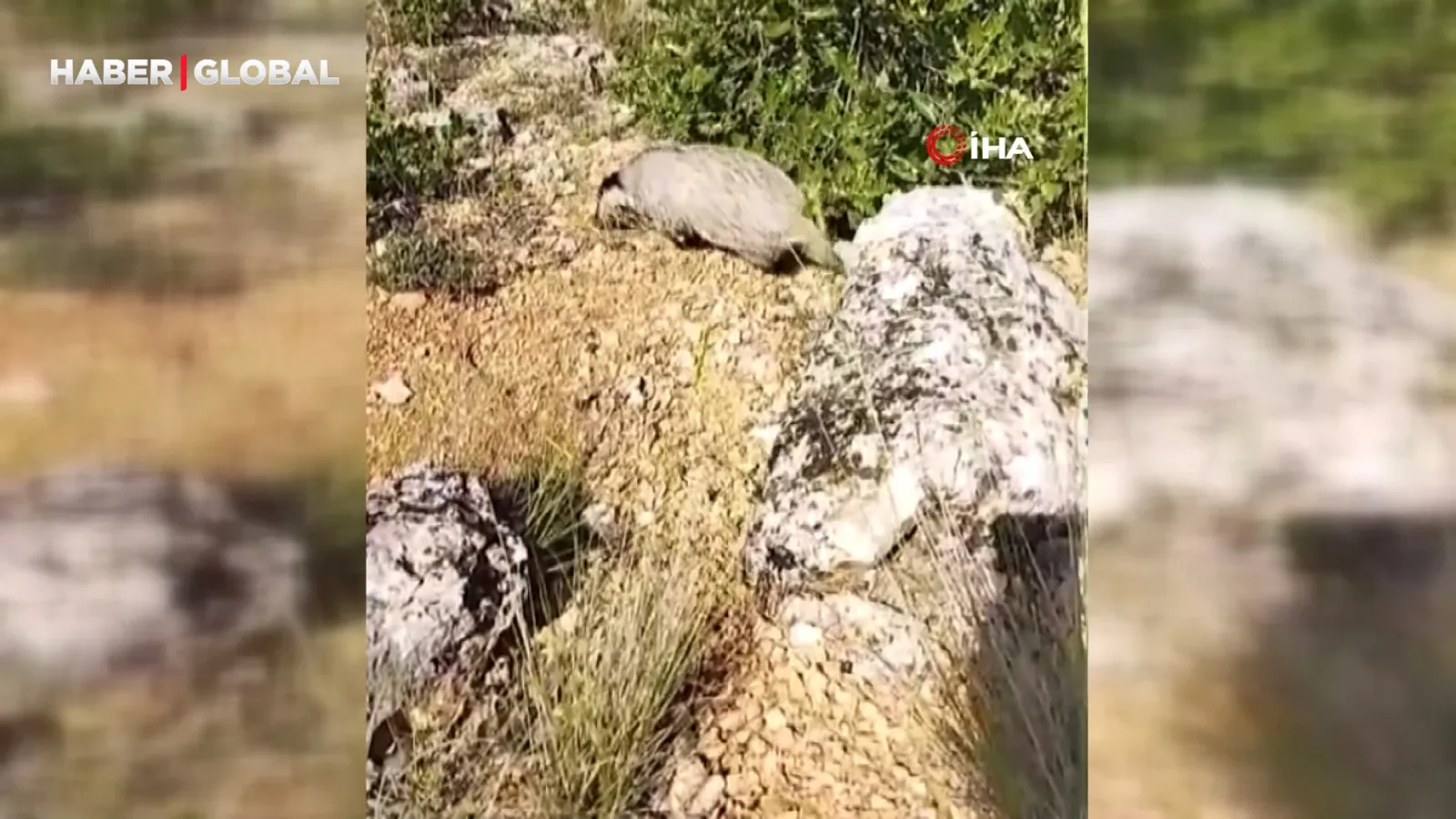 Bal Porsuğu, Mantar Toplayanı Saldırdı!