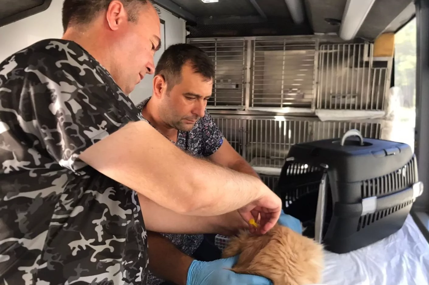Balıkesir’de Can Dost Aracı Sokak Hayvanlarını Kurtarıyor