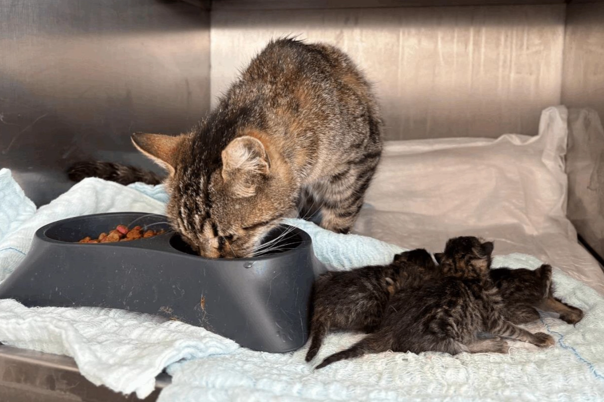 Balıkesir’de Kedi Hayatı Kurtarıldı, 4 Yavru Sahiplenildi!