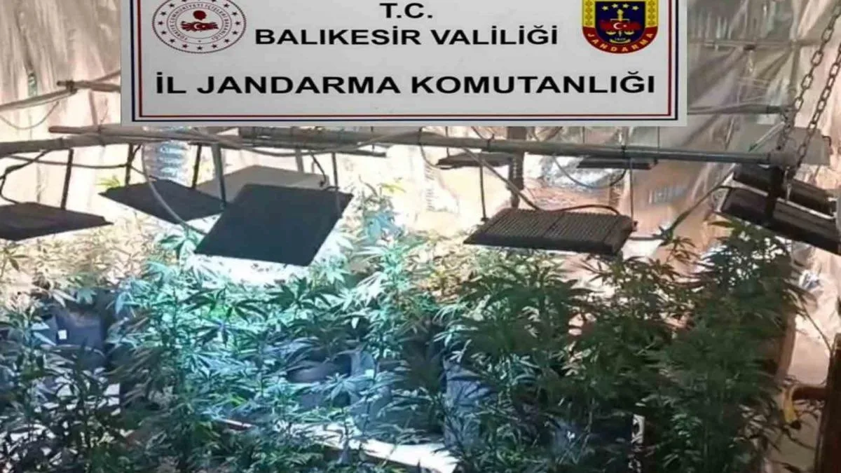 Balıkesir’de Kenevir Operasyonu: 5 İlçede Yakalama!