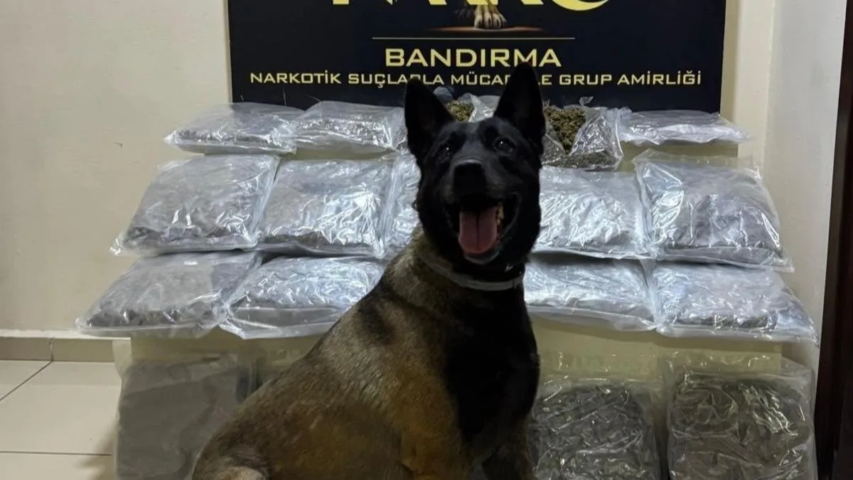 Balıkesir’de Uyuşturucu Operasyonu: 11 Kilo Skunk