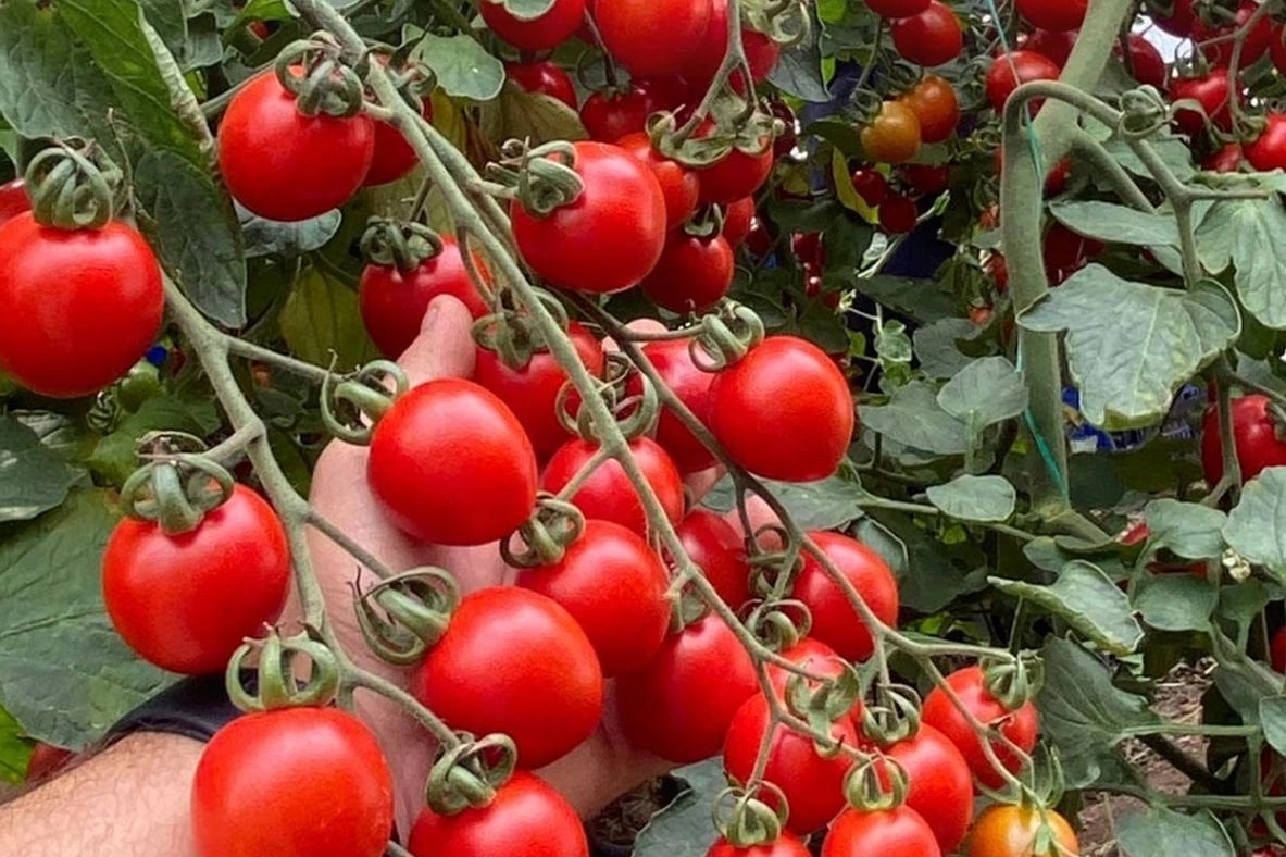 Balıkesir’de Zincir Markette Fahiş Domates Fiyatı!