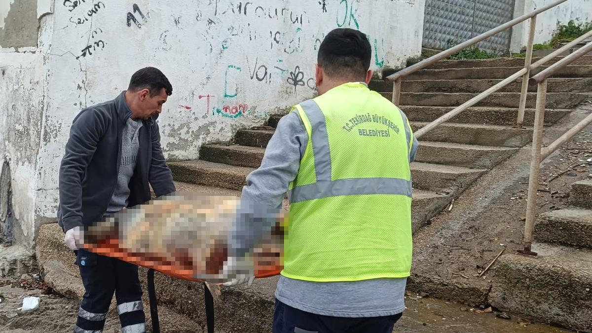 Barbaros Mahallesi’nde Hareketsiz Caretta Bulundu