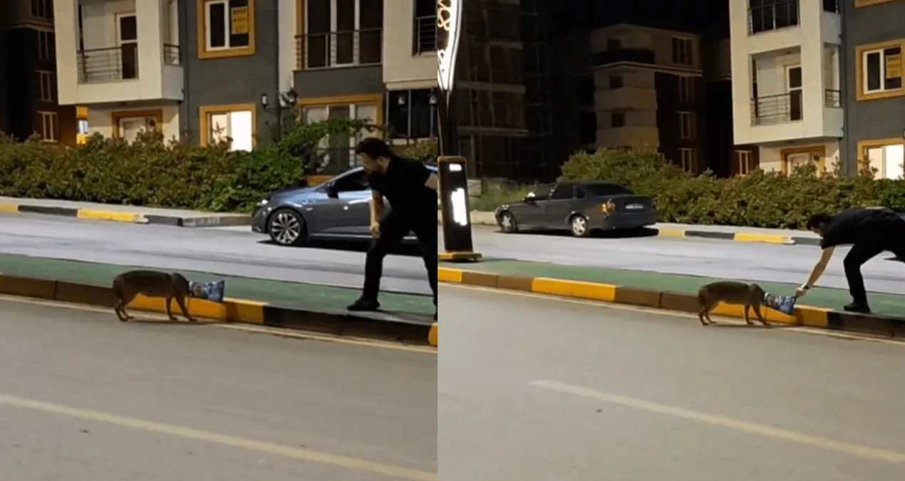 Başına Poşet Takılmış Çakal Kurtarıldı