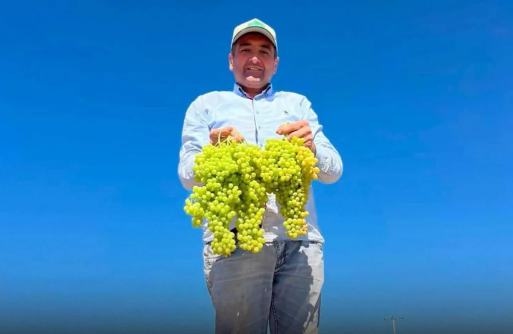 Başkan Cıllı, Üzüm Makinesi Kazasında Yaralandı