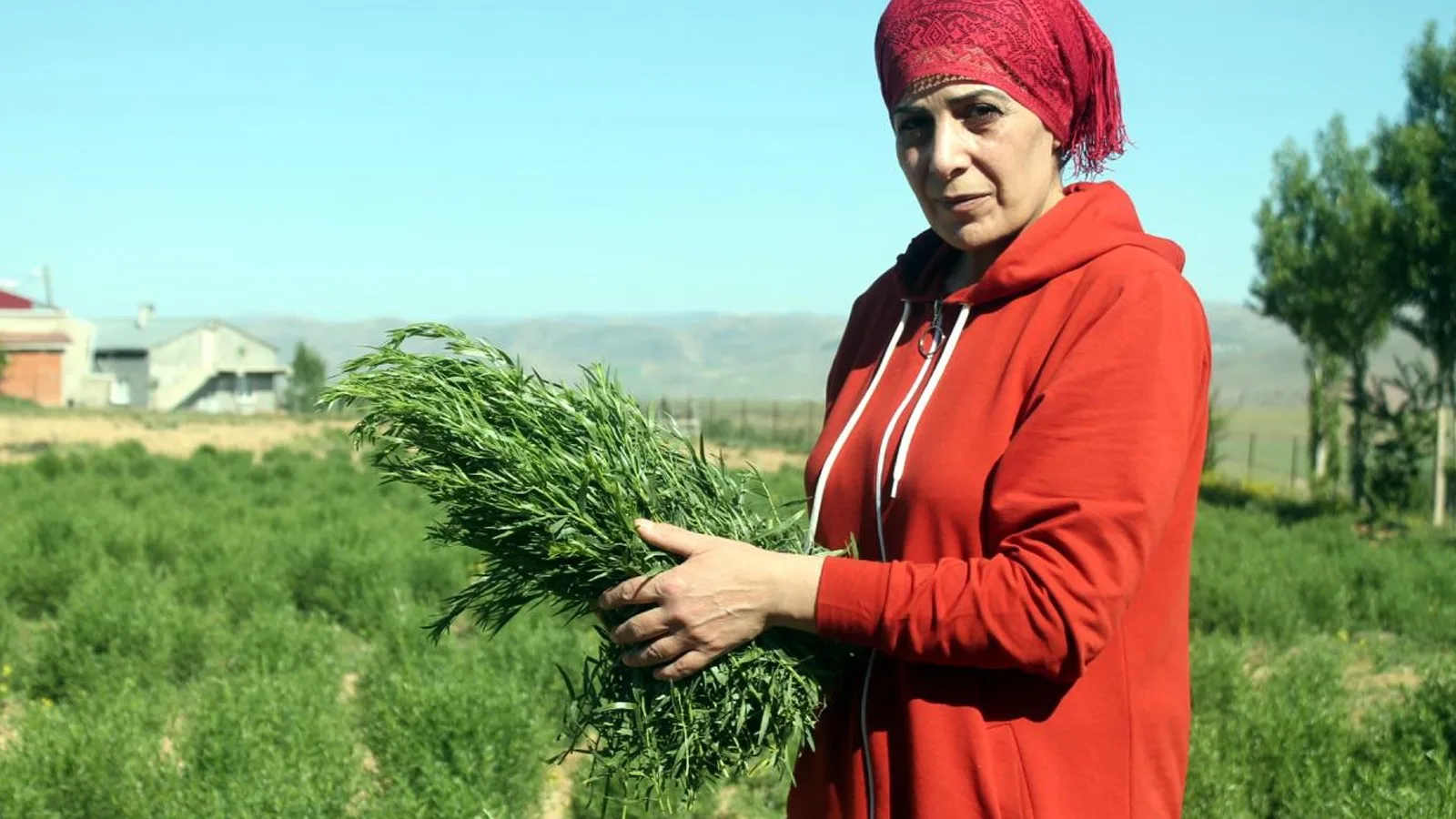 Bayburt Tarhunu: Coğrafi İşaret ile İhracat Yükseliyor
