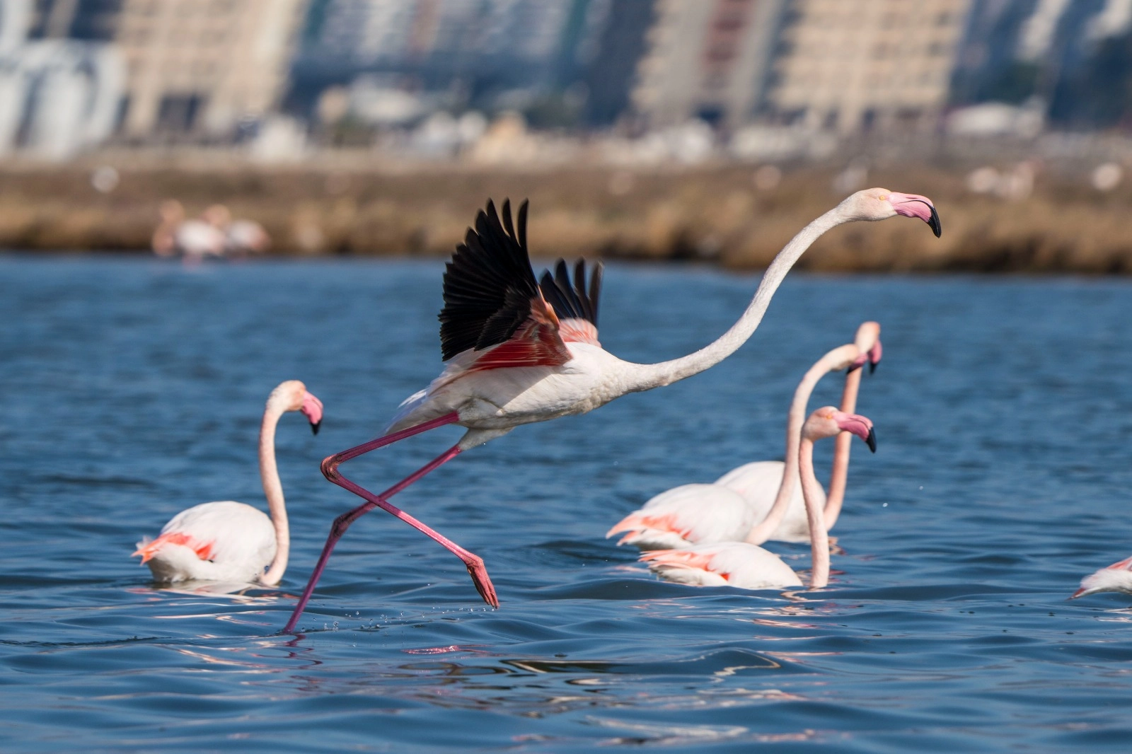 Bayramda Flamingo Yolu Turları İle Doğa Keyfi!