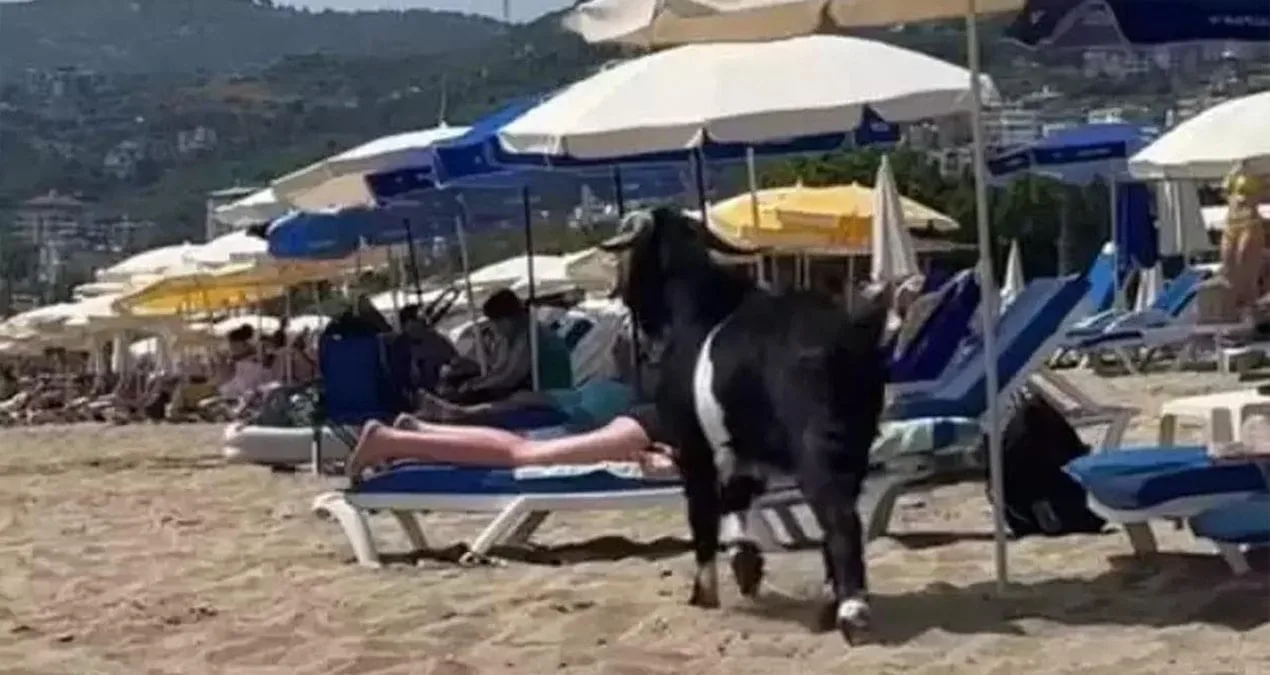 Bayramda Plajda Gezen Keçi Gülümsetti!