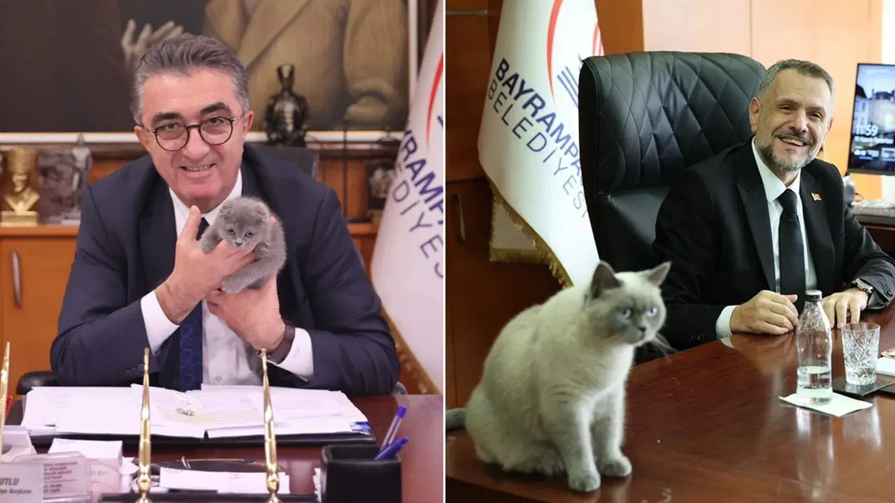 Bayrampaşa’da Kediye Kayyım Atandı!