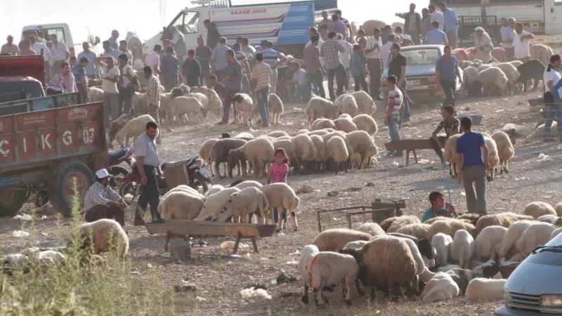 Besicilerin Kurban Bayramı’ndaki Zararları Büyüyor