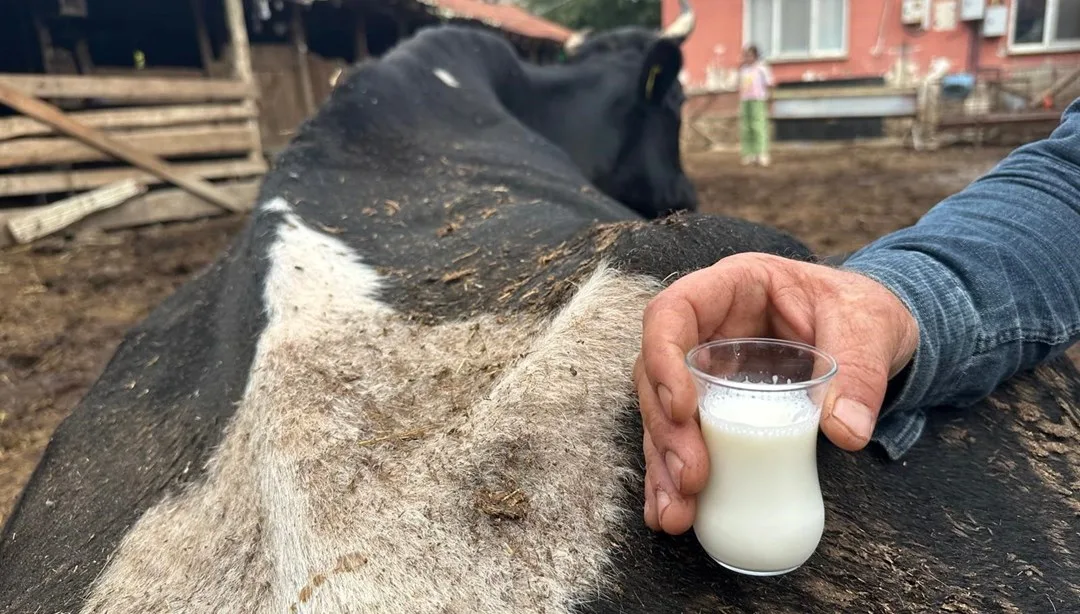 Besicilikte Şap Hastalığı Krizi: Zarar Büyüyor!