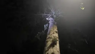 İskenderun’da ağaçta mahsur kalan kediyi itfaiye kurtardı